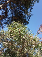 Pinus contorta