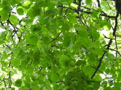 Populus simaroa