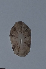 Diodora
