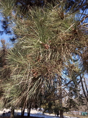 Pinus nigra pallasiana