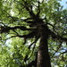 Populus simaroa - Photo (c) Eusebio Roldán Félix,  זכויות יוצרים חלקיות (CC BY-NC), הועלה על ידי Eusebio Roldán Félix