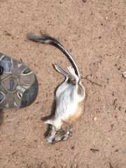 Dipodomys spectabilis