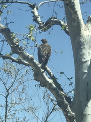 Buteo jamaicensis