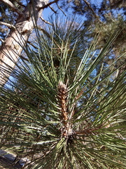 Pinus nigra pallasiana