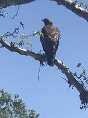 Buteo jamaicensis