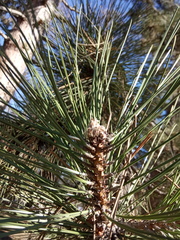 Pinus nigra pallasiana