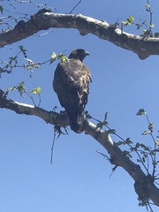 Buteo jamaicensis