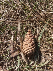 Pinus nigra pallasiana