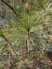 Pinus strobus