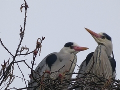 Ardea cinerea