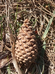 Pinus nigra pallasiana