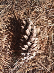Pinus strobus