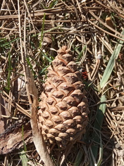 Pinus nigra pallasiana