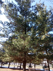 Pinus strobus