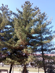 Pinus strobus