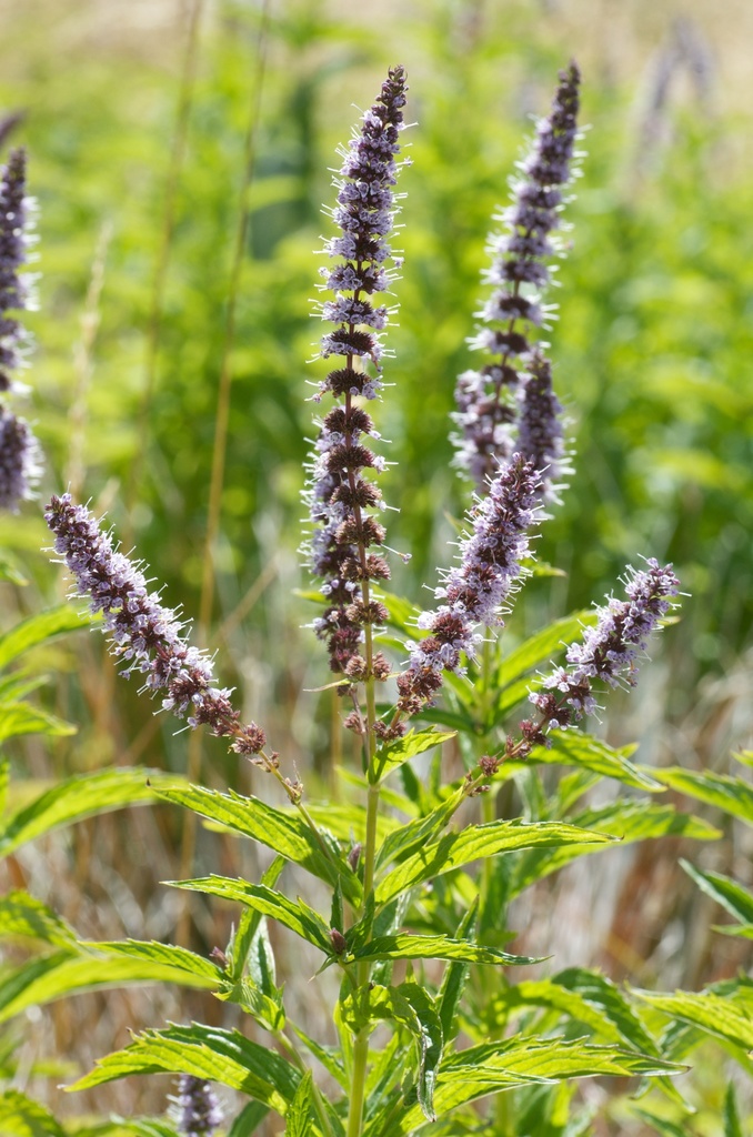 mints (Lamiaceae (Mint) of the Pacific Northwest) · iNaturalist