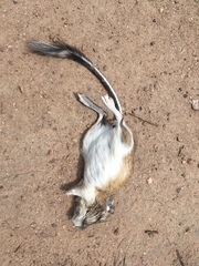 Dipodomys spectabilis