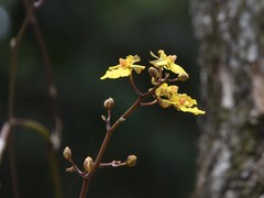 Trichocentrum biorbiculare