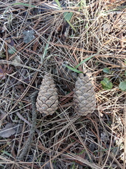Pinus nigra pallasiana