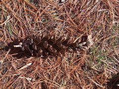 Pinus strobus