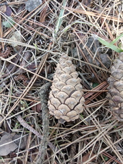Pinus nigra pallasiana