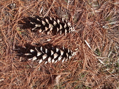 Pinus strobus