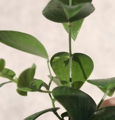 Asparagus asparagoides