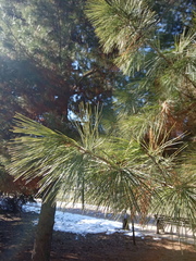 Pinus strobus