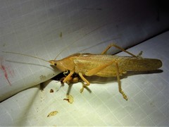 Pyrgocorypha uncinata