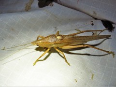 Pyrgocorypha uncinata