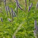 Mentha spicata - Photo (c) Jon Sullivan,  זכויות יוצרים חלקיות (CC BY)