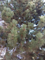 Pinus nigra pallasiana