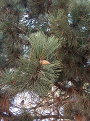 Pinus nigra pallasiana