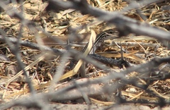 Aspidoscelis exsanguis