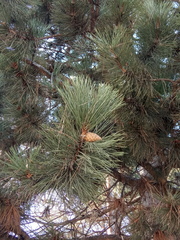 Pinus nigra pallasiana