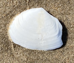 Rexithaerus secta