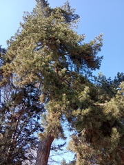 Pinus sylvestris