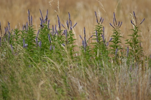 Mentha spicata