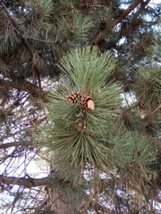 Pinus nigra pallasiana