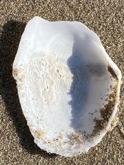 Rexithaerus secta