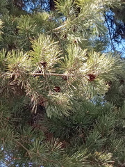 Pinus sylvestris