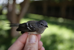 Inezia inornata