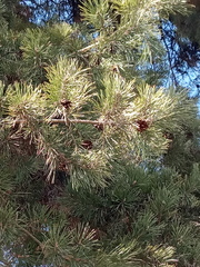 Pinus sylvestris