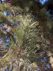 Pinus sylvestris