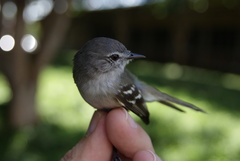 Inezia inornata