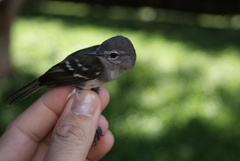 Inezia inornata