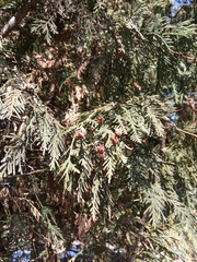 Thuja plicata