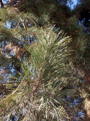 Pinus sylvestris