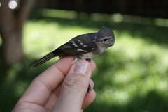 Inezia inornata