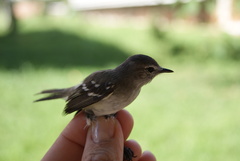 Inezia inornata